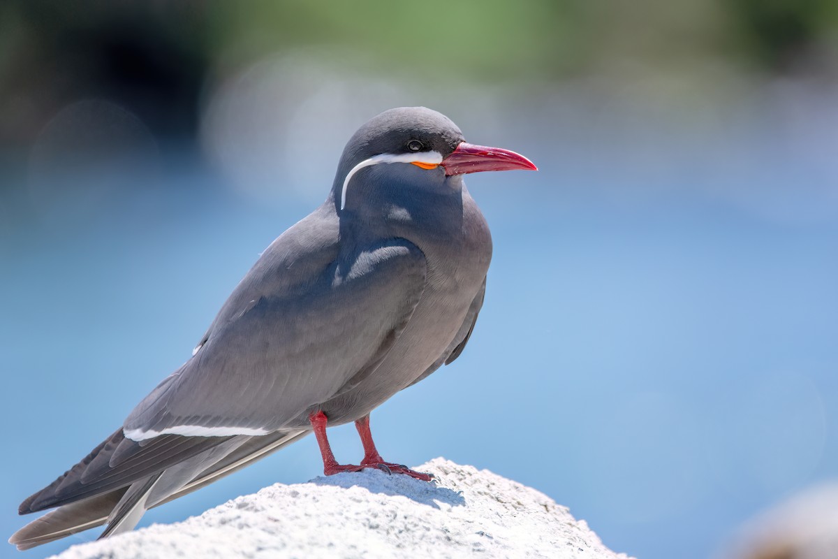 Inca Tern - ML625964751