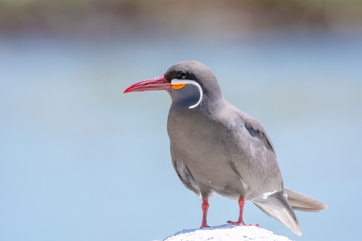 Inca Tern - ML625964752