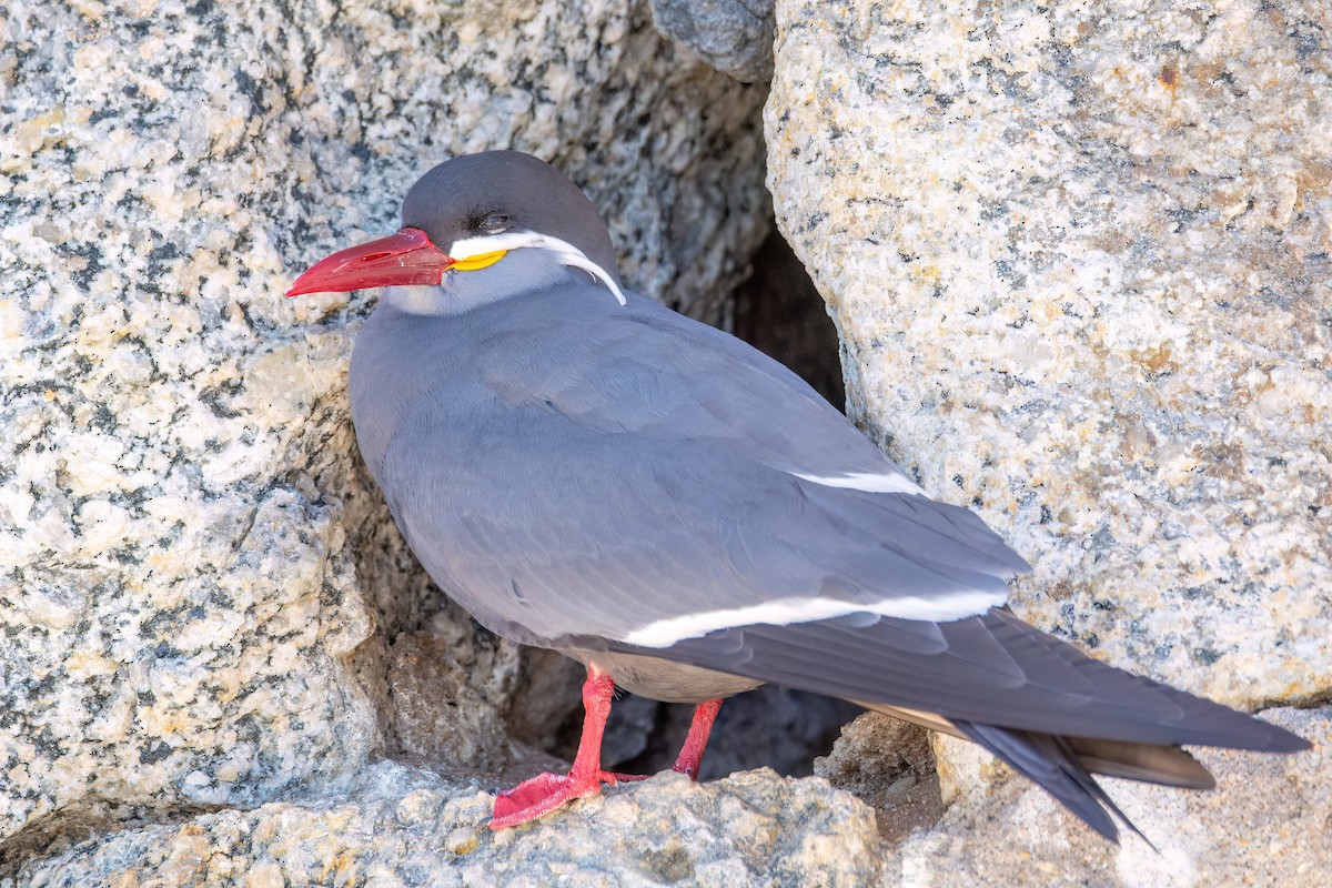 Inca Tern - ML625964753