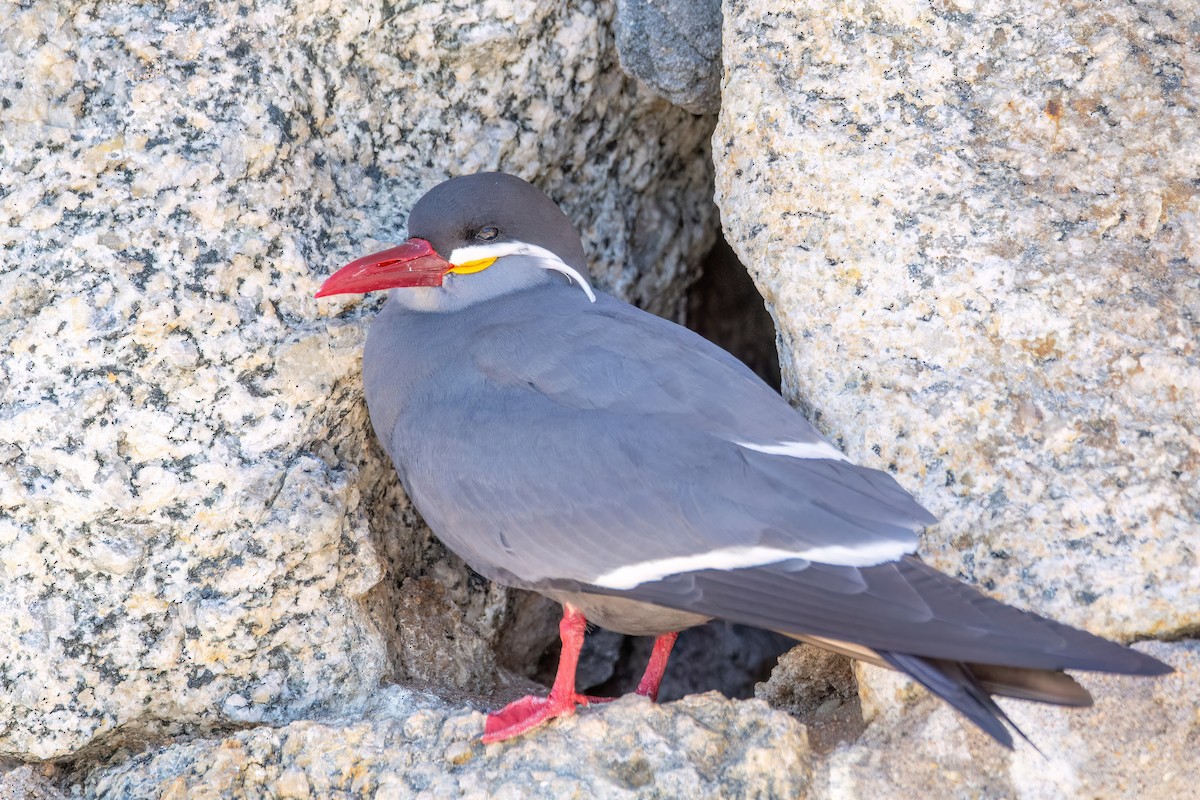 Inca Tern - ML625964754