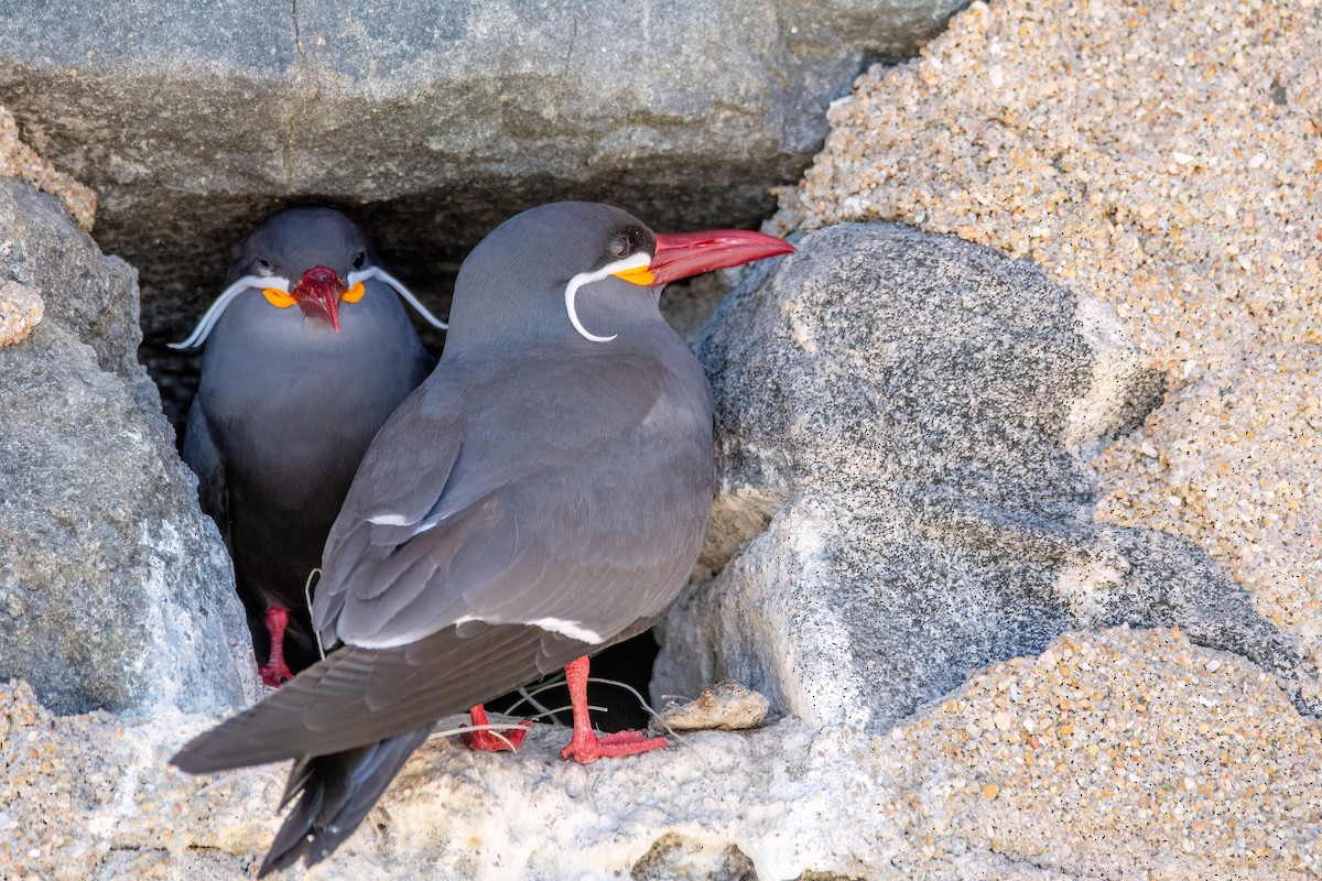 Inca Tern - ML625964755