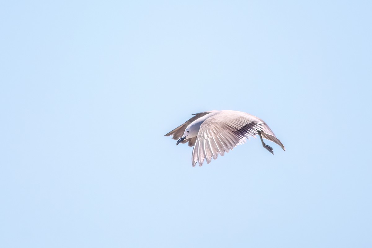 Gray Gull - ML625964775