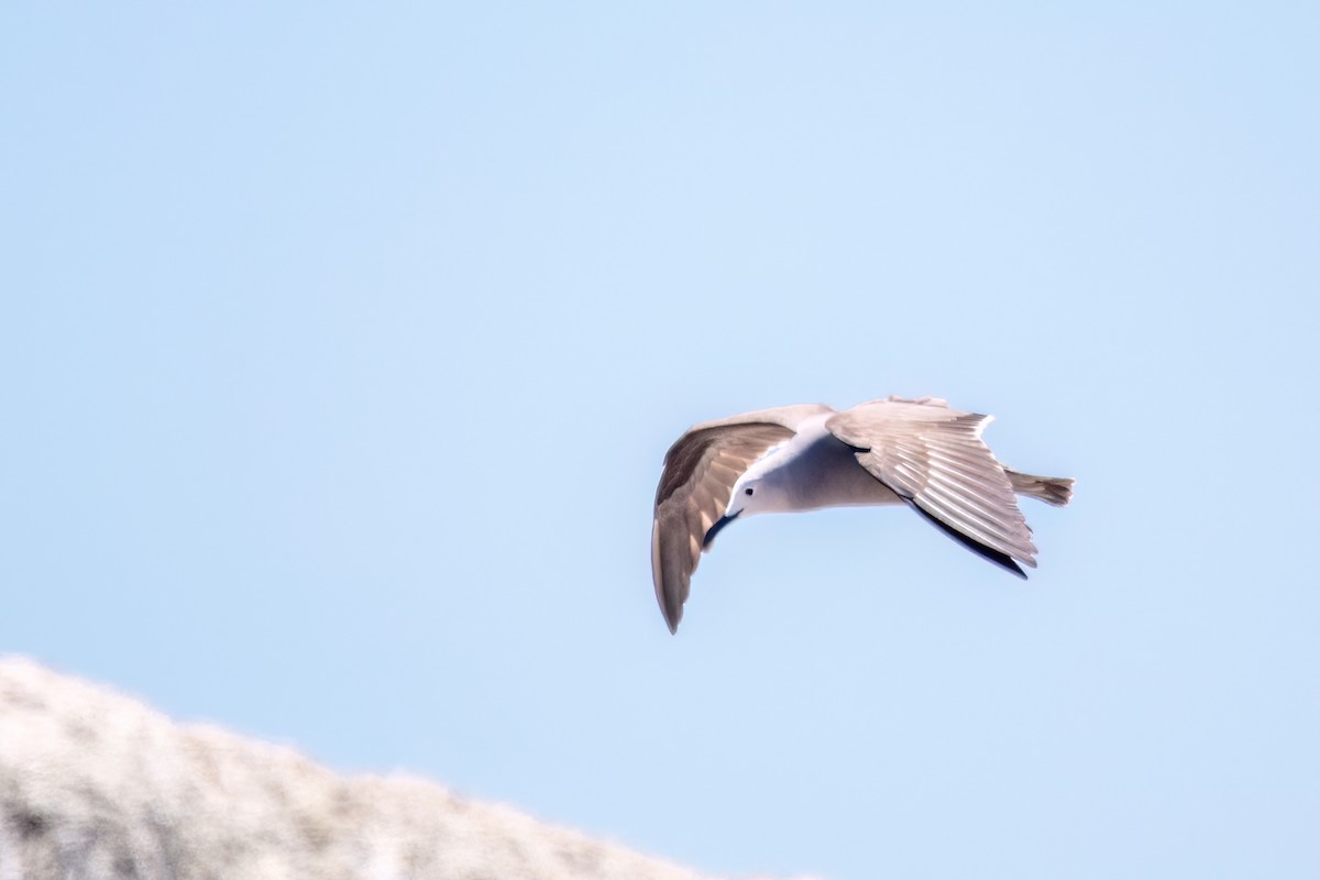 Gray Gull - ML625964776