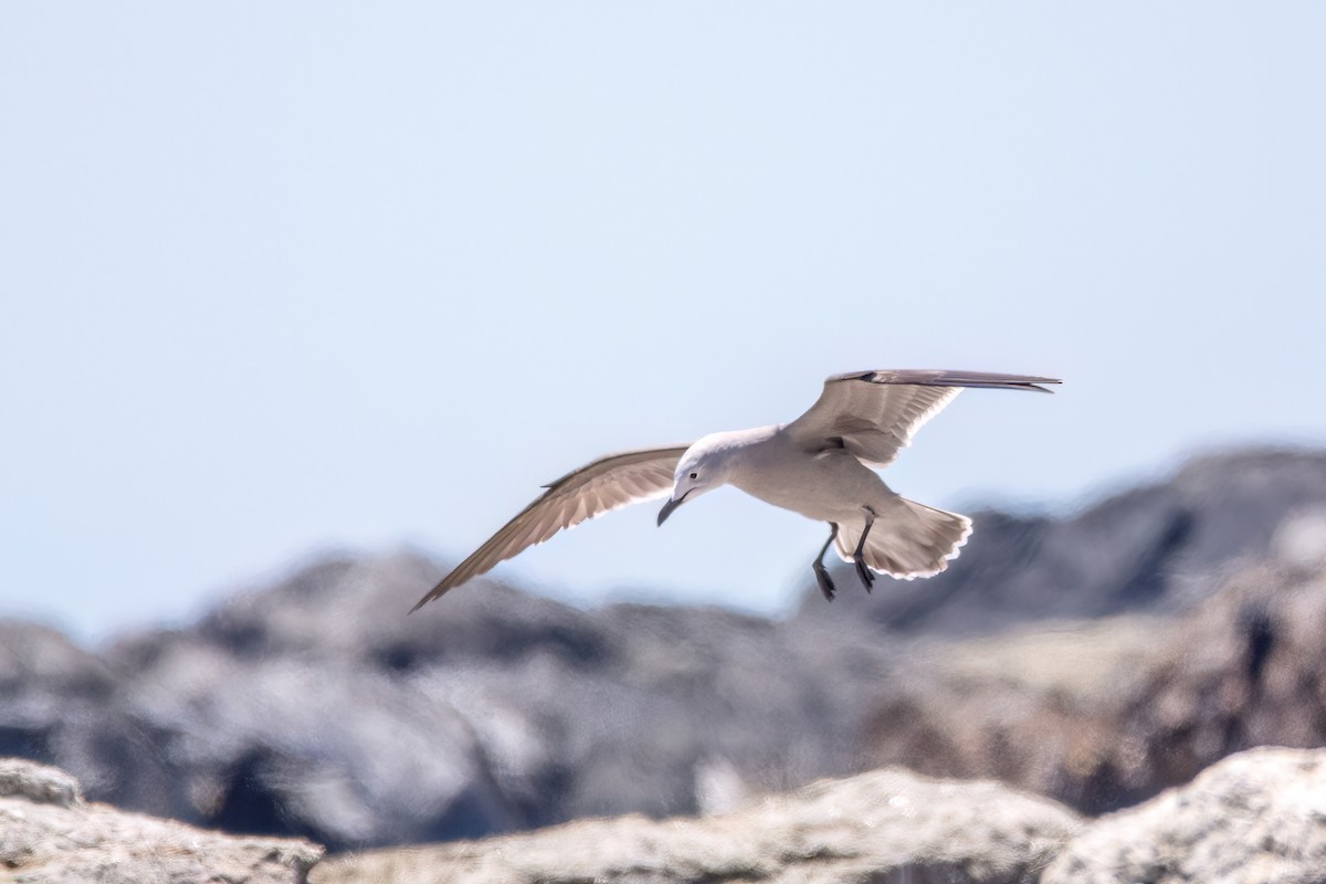 Gray Gull - ML625964777