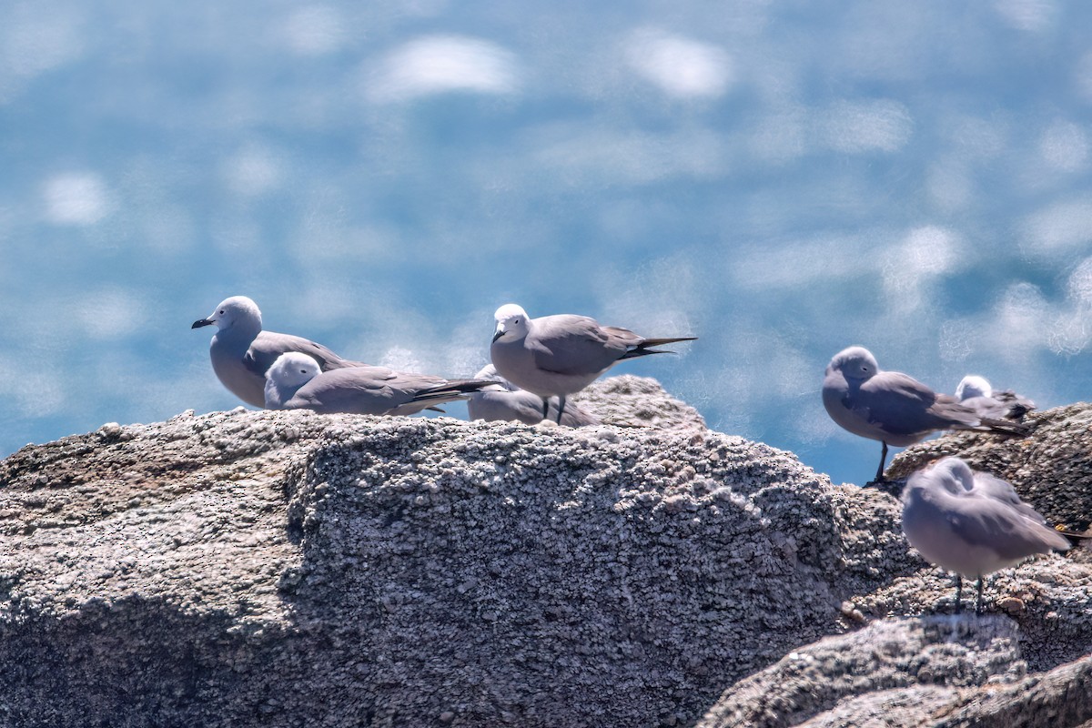 Gray Gull - ML625964778