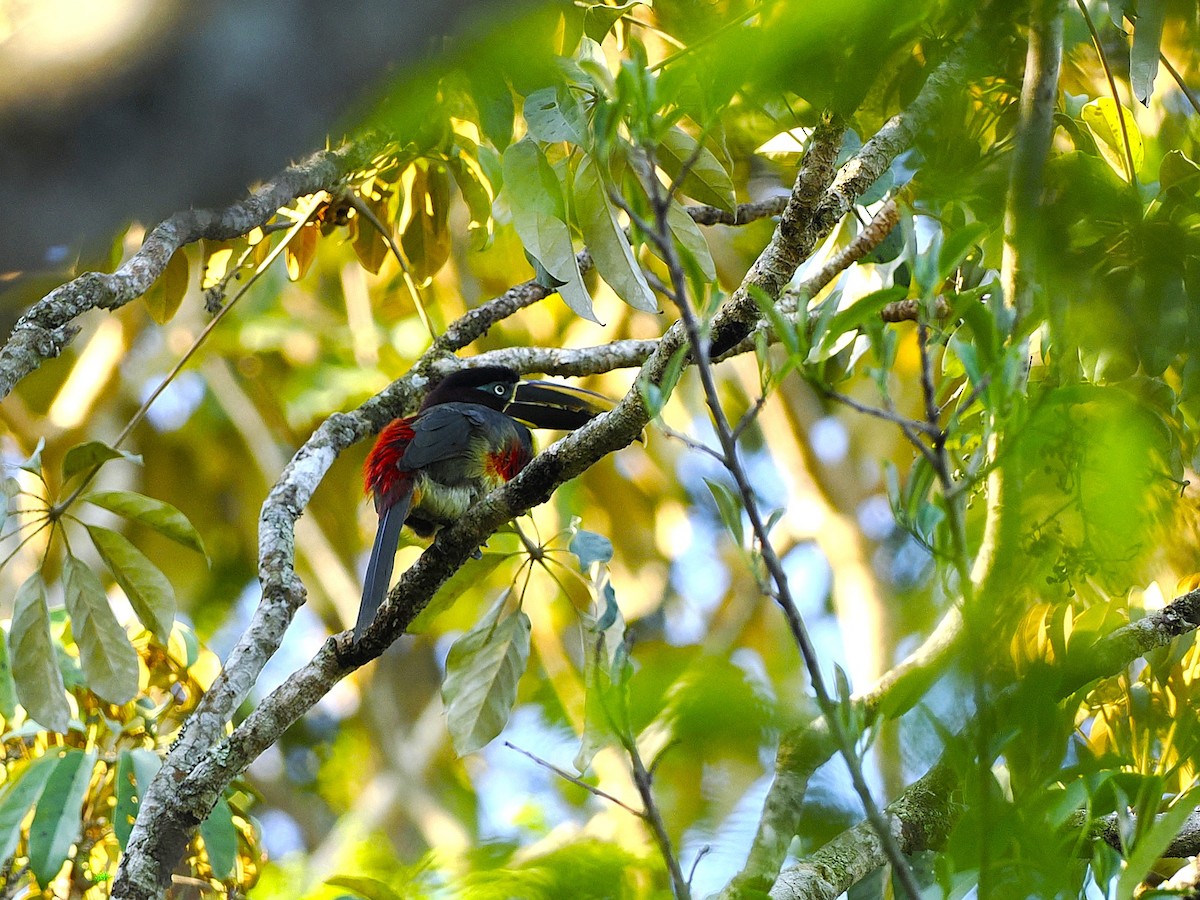 Chestnut-eared Aracari - ML625964832