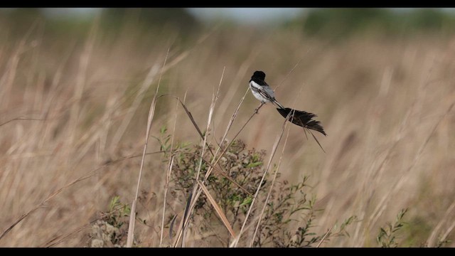 Strange-tailed Tyrant - ML625965186