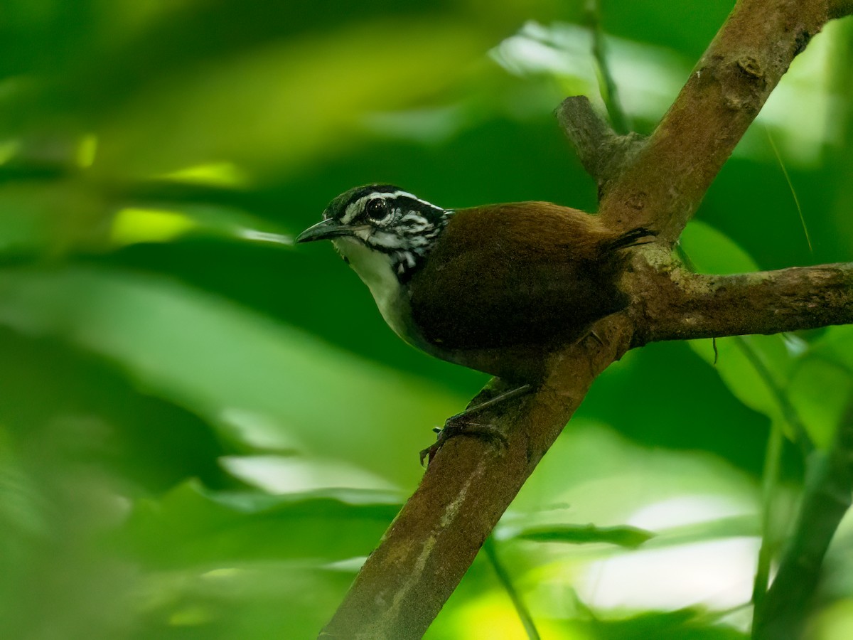 White-breasted Wood-Wren - ML625965238