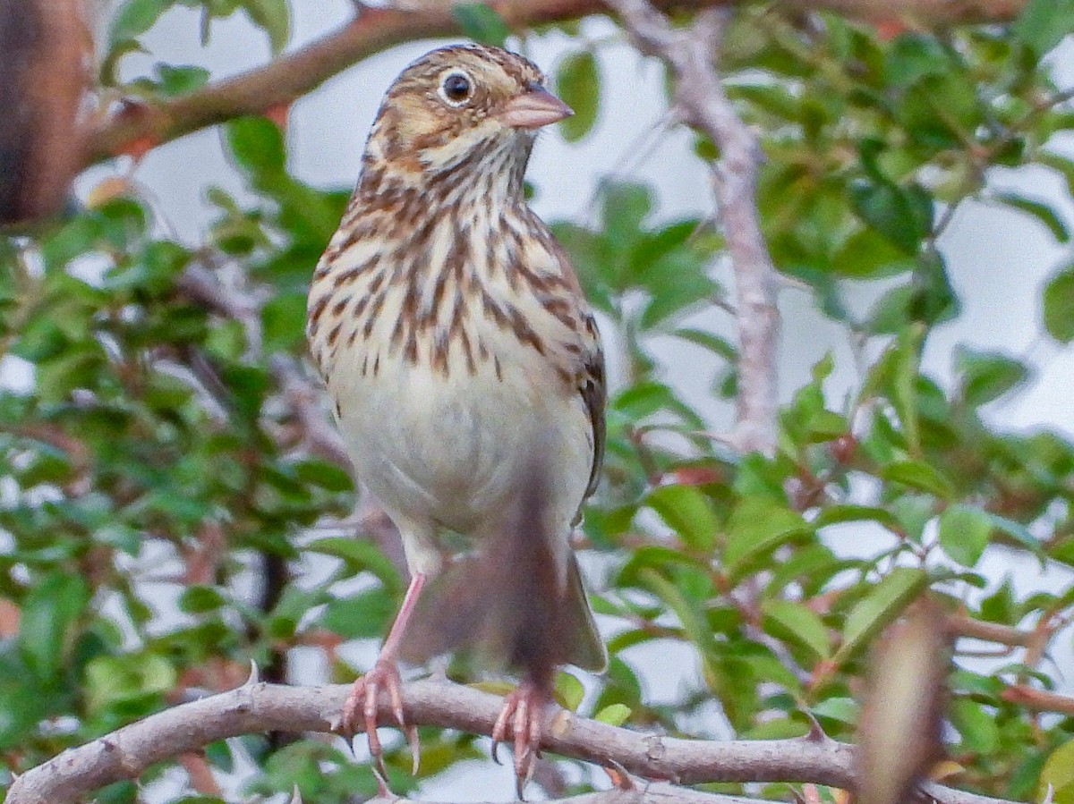 Vesper Sparrow - ML625965443