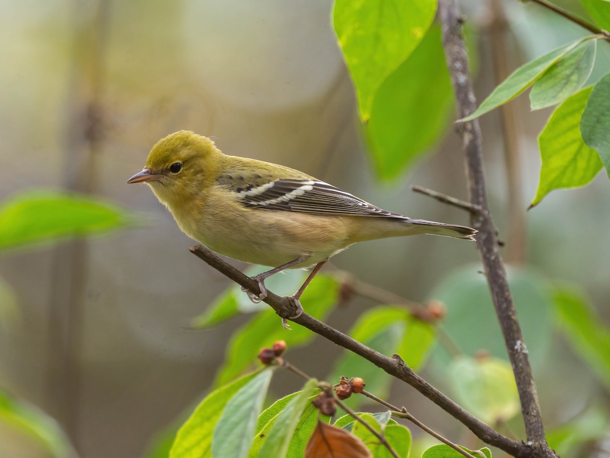 Bay-breasted Warbler - ML625965445