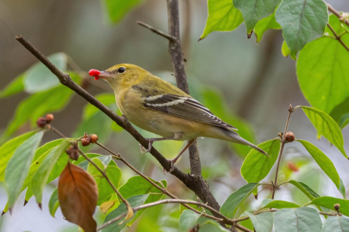 Bay-breasted Warbler - ML625965455