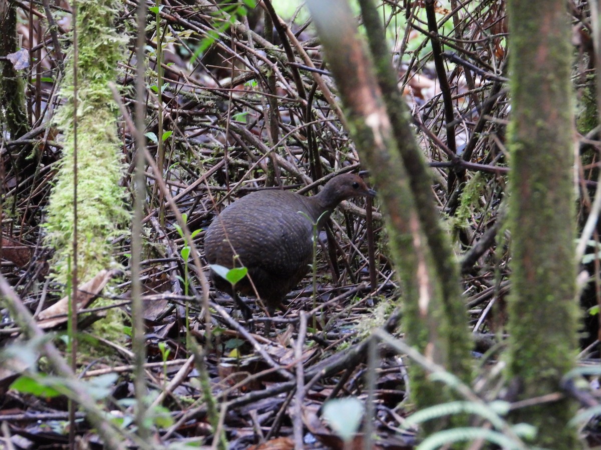 Tawny-breasted Tinamou - ML625965606