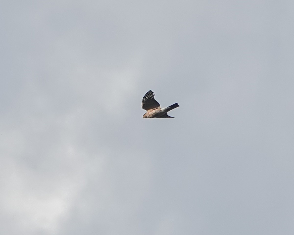 Sharp-shinned Hawk - ML625965703