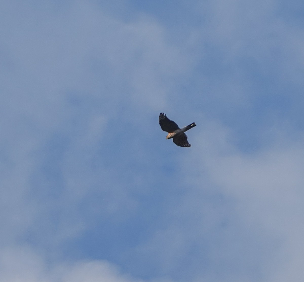 Sharp-shinned Hawk - ML625965707