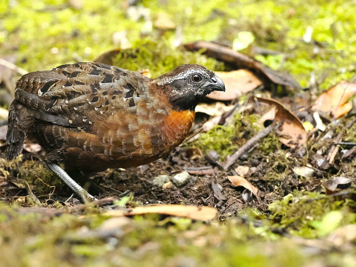 Rufous-breasted Wood-Quail - ML625965716