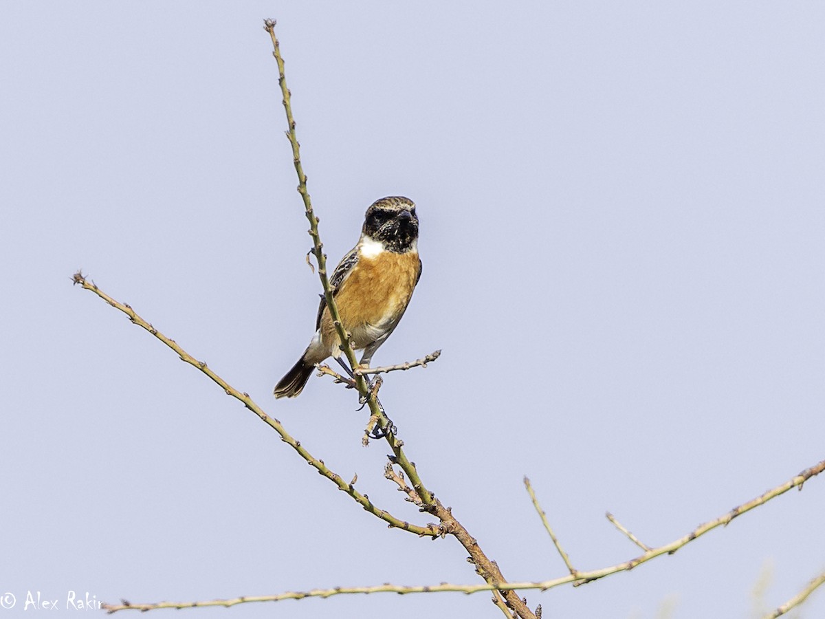 European Stonechat - ML625965748