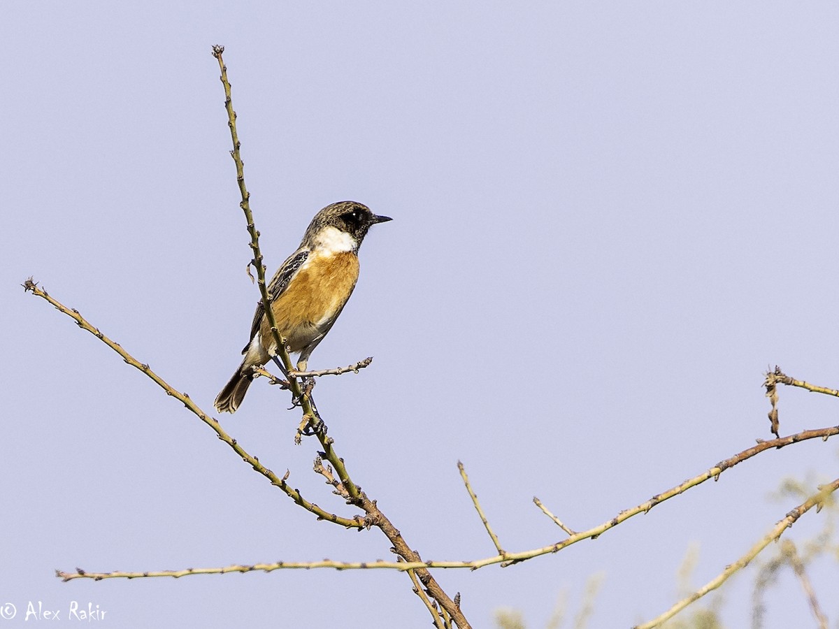 European Stonechat - ML625965774