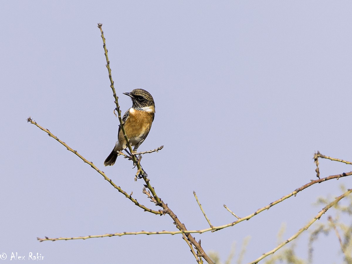 European Stonechat - ML625965775