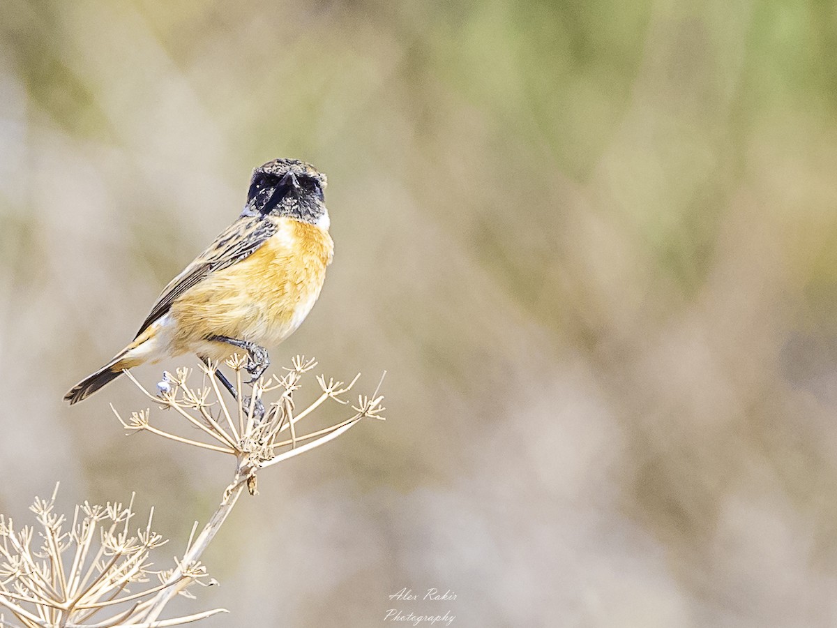 European Stonechat - ML625965776