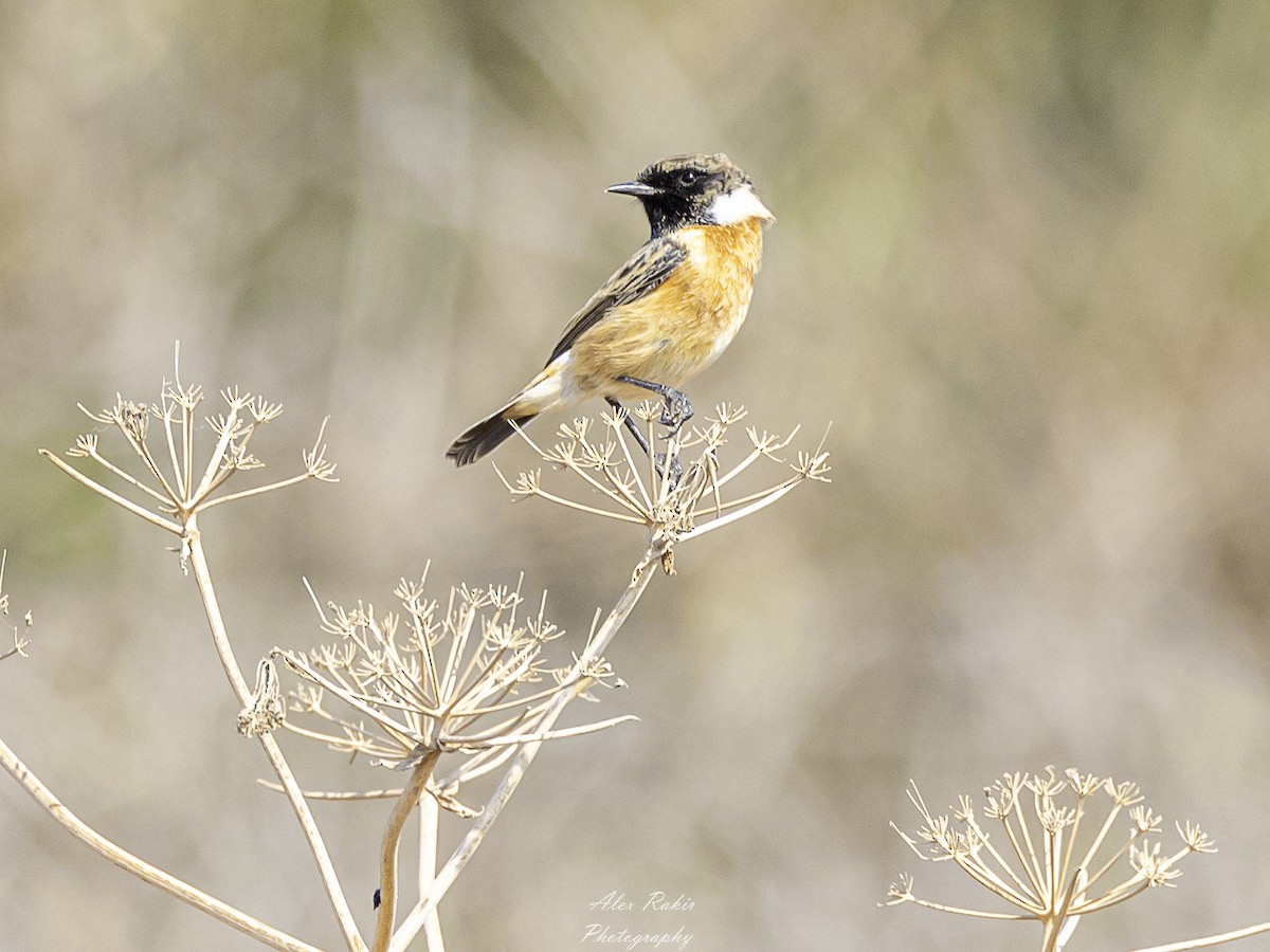 European Stonechat - ML625965778