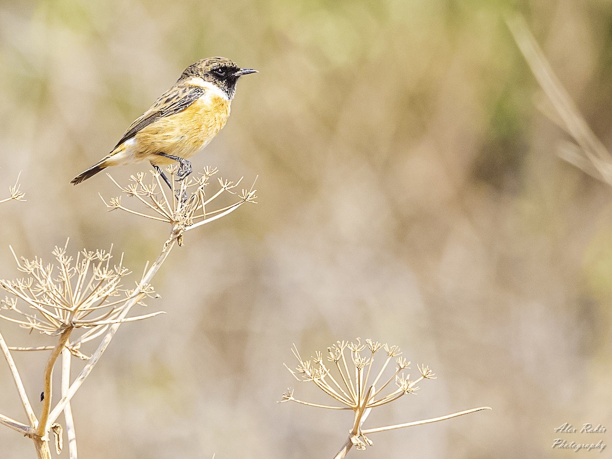 European Stonechat - ML625965779