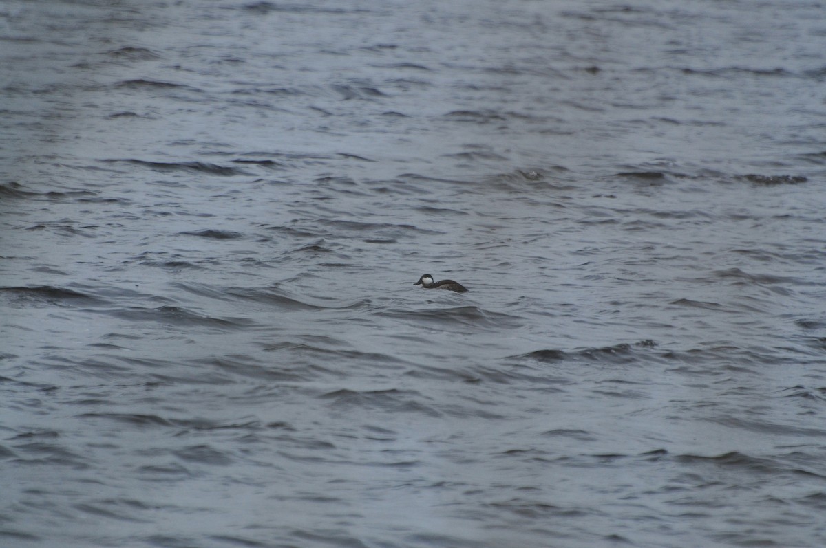 Ruddy Duck - ML625966075