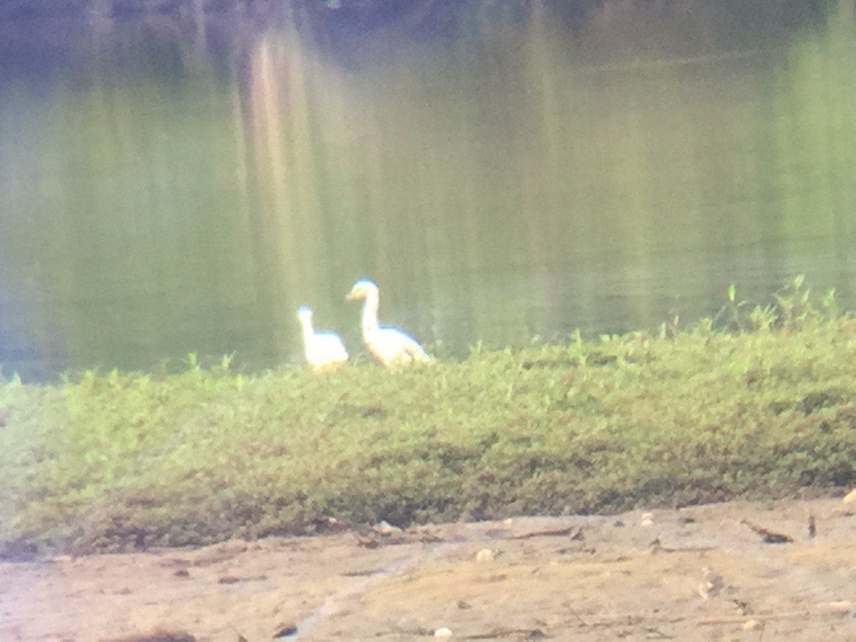 Snowy Egret - ML62596621