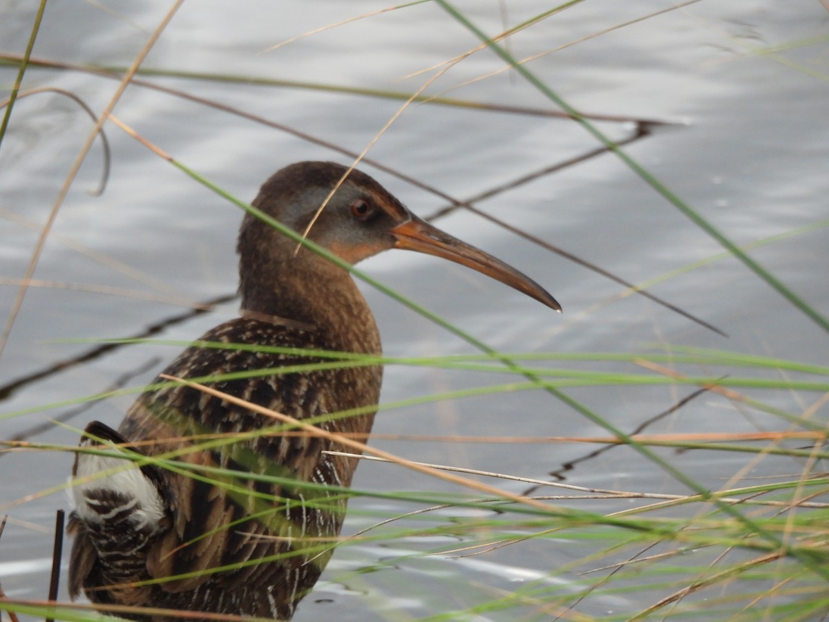 Clapper Rail - ML625966219