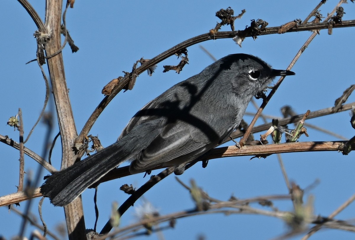 California Gnatcatcher - ML625966318