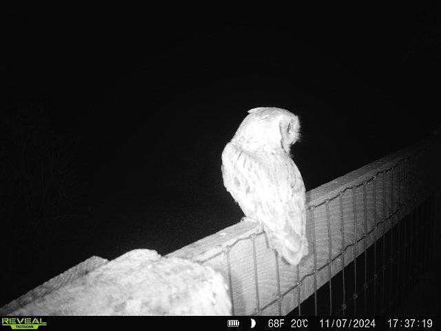 Eastern Screech-Owl - ML625966362