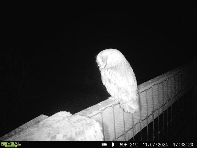 Eastern Screech-Owl - ML625966363