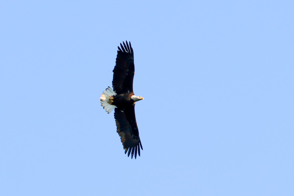 Bald Eagle - ML625966376