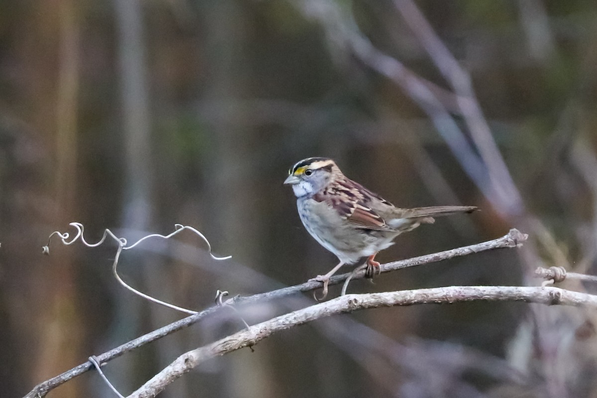 White-throated Sparrow - ML625966384