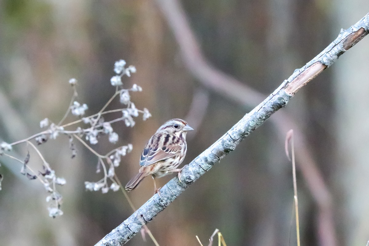 Song Sparrow - ML625966385