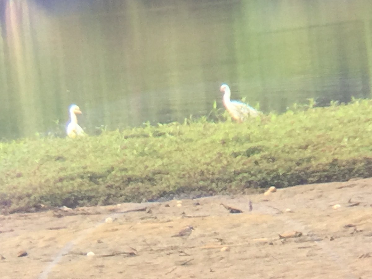 Snowy Egret - ML62596641