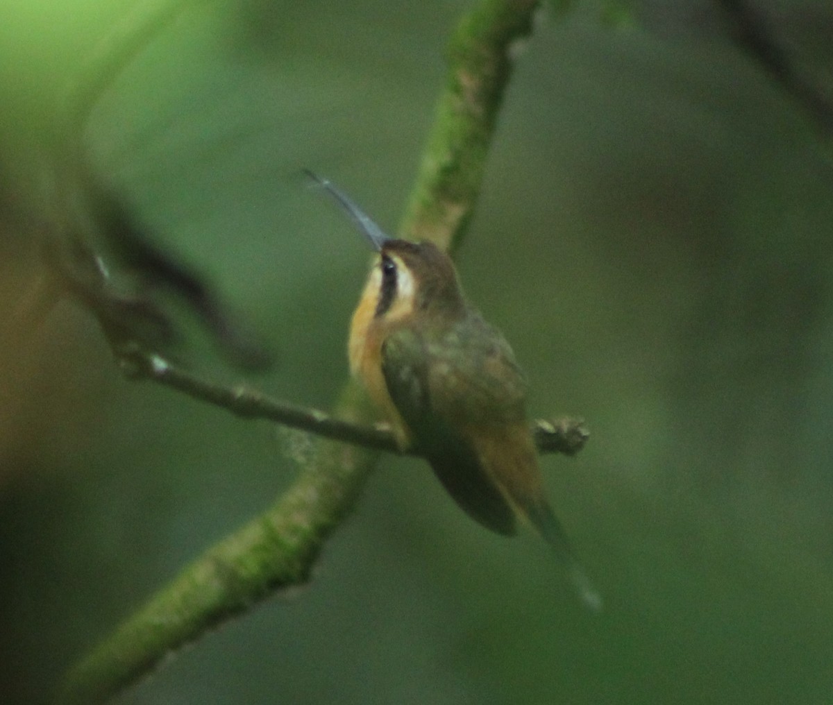 Gray-chinned Hermit - ML625966744