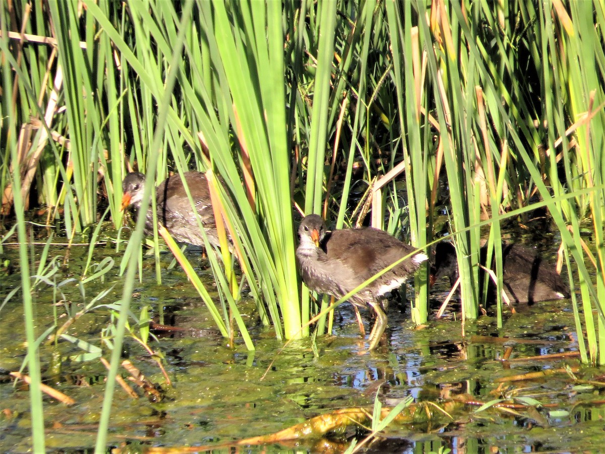 Gallinule d'Amérique - ML62596691