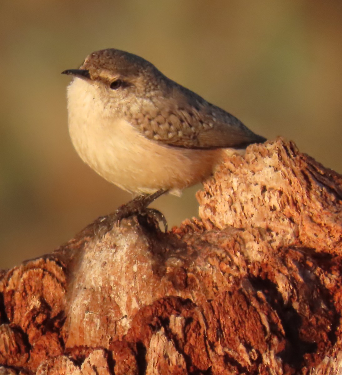 Rock Wren - ML625967126