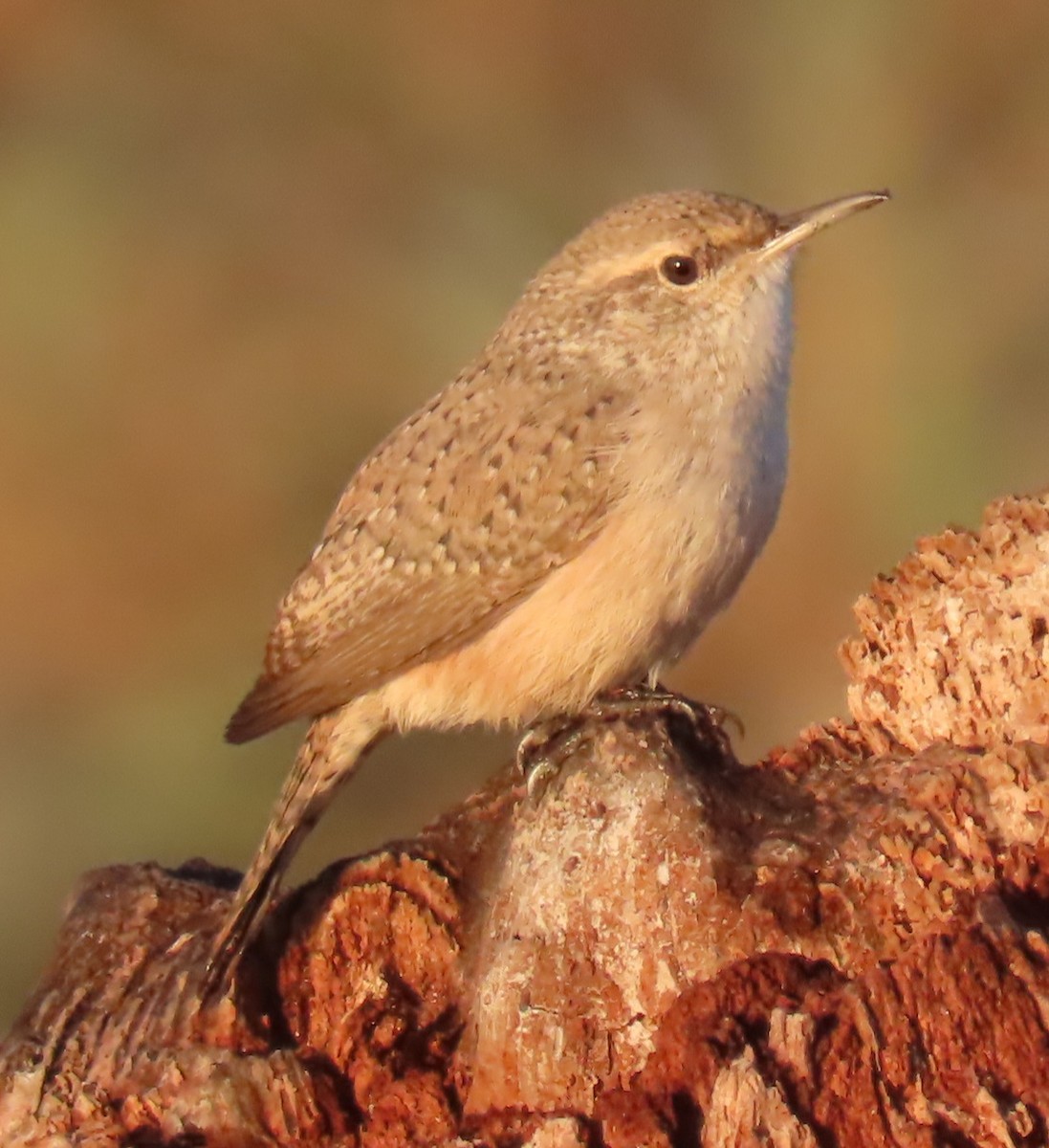 Rock Wren - ML625967128