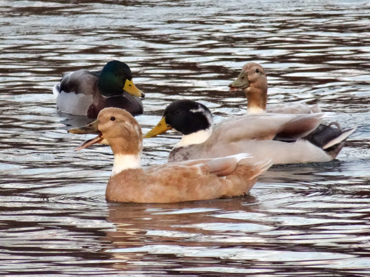 Mallard (Domestic type) - ML625967411