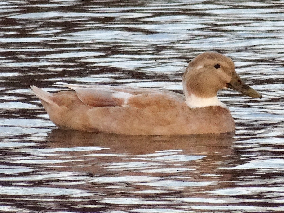 Mallard (Domestic type) - ML625967412