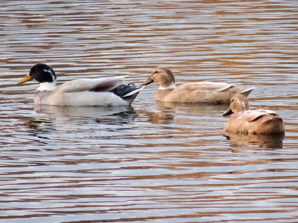 Mallard (Domestic type) - ML625967413