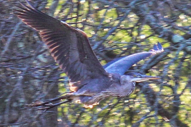 Great Blue Heron (Great Blue) - ML625967558