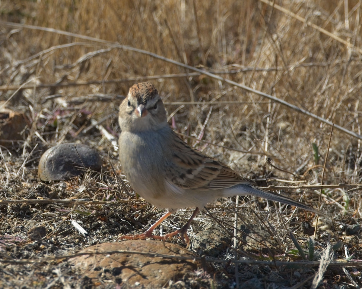 Chipping Sparrow - ML625967594