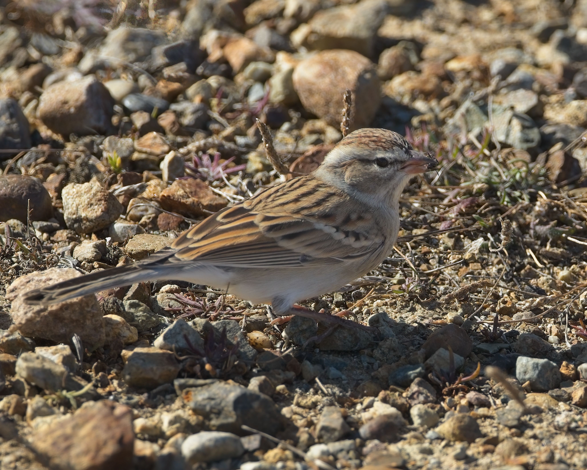 Chipping Sparrow - ML625967595