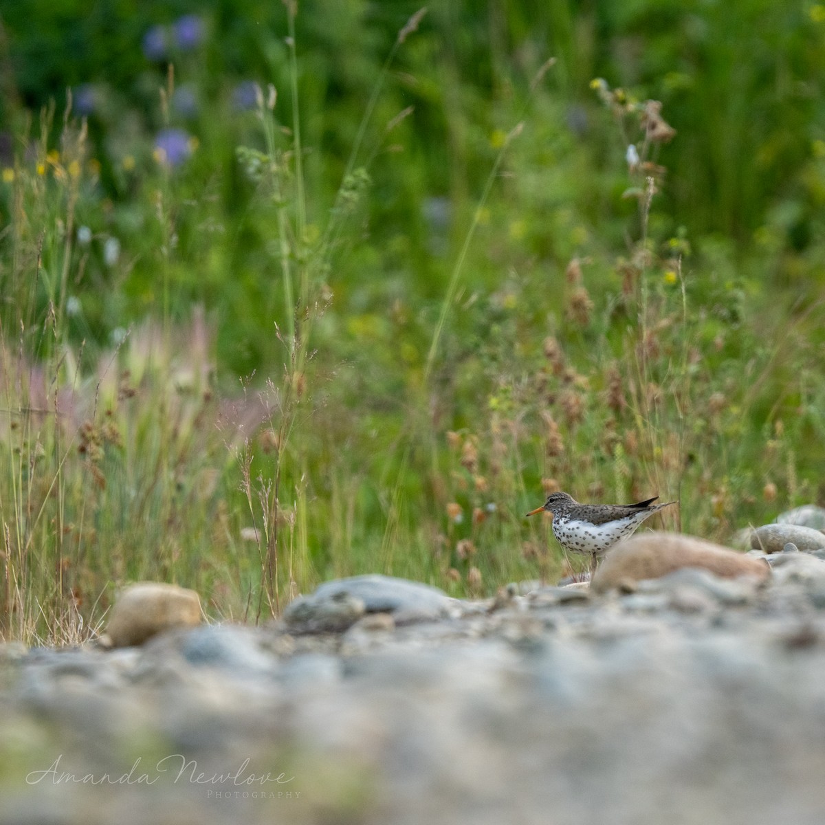 Spotted Sandpiper - ML625967599