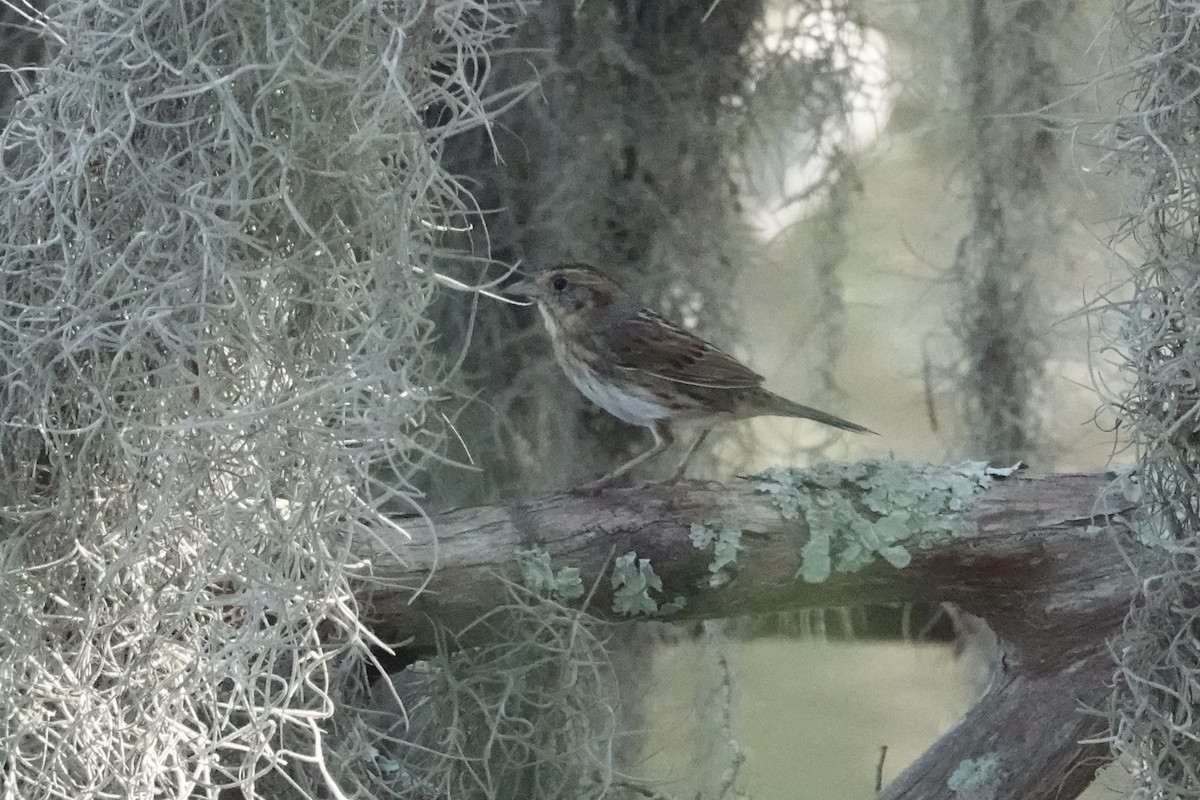 Saltmarsh Sparrow - ML625967816