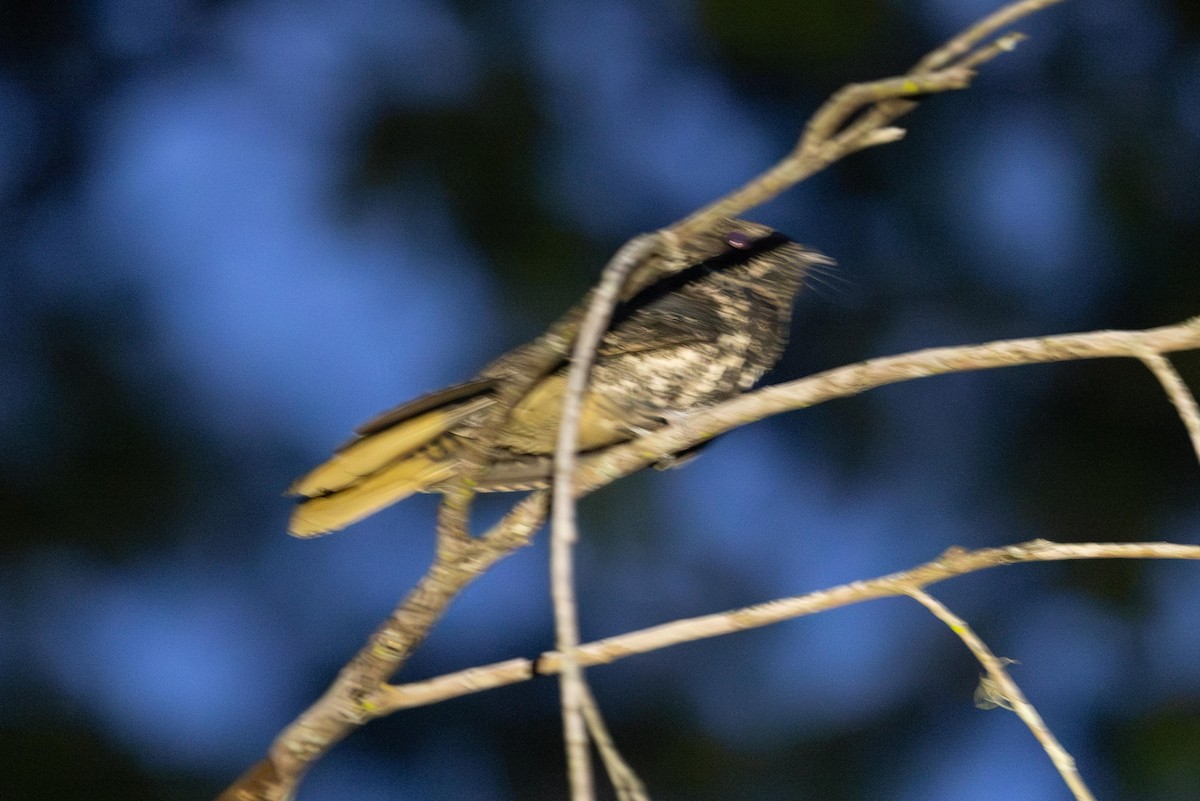 Hispaniolan Nightjar - ML625968038