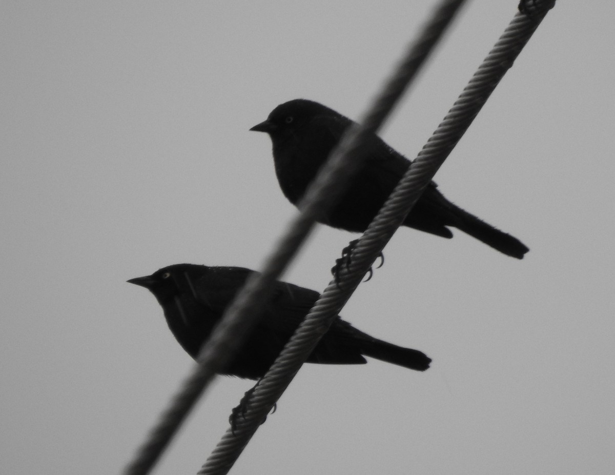 Brewer's Blackbird - ML625968075