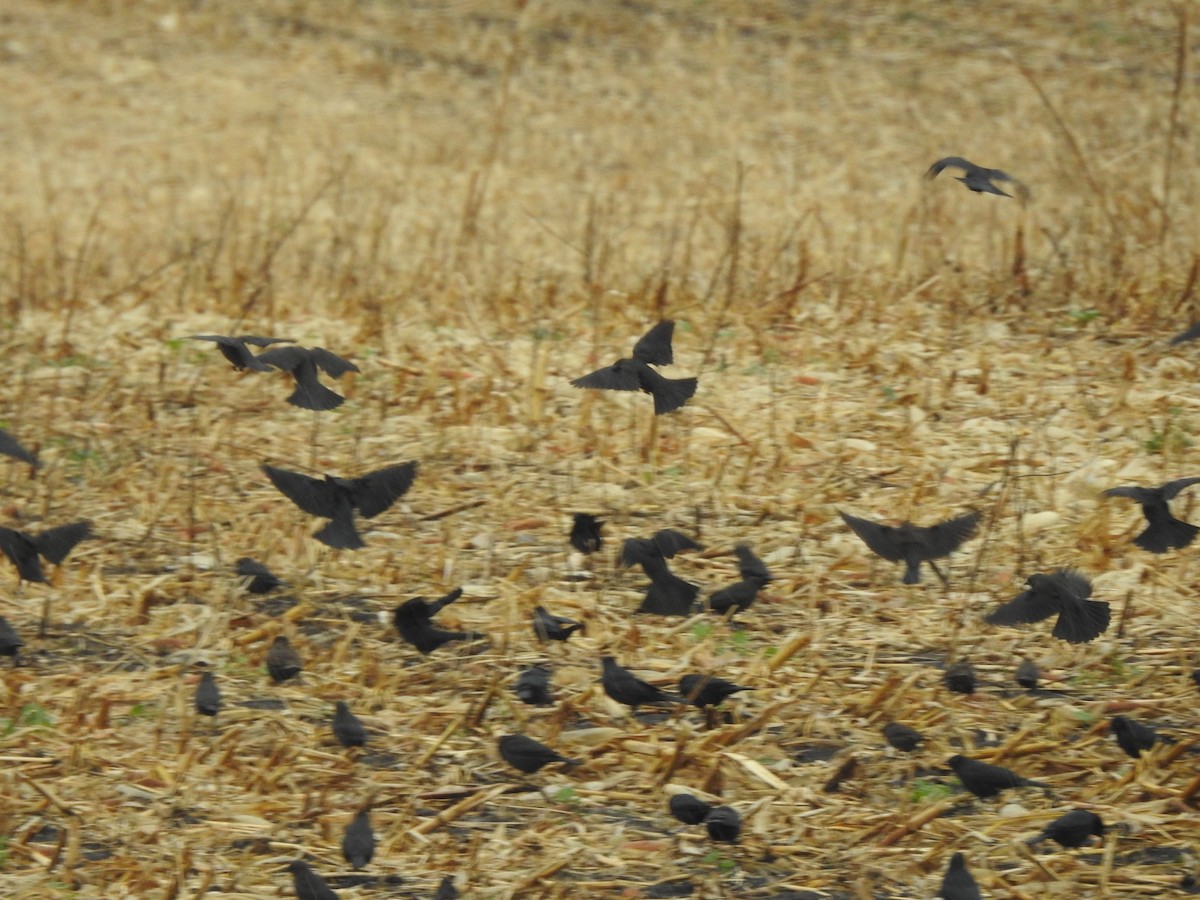 Brewer's Blackbird - ML625968076